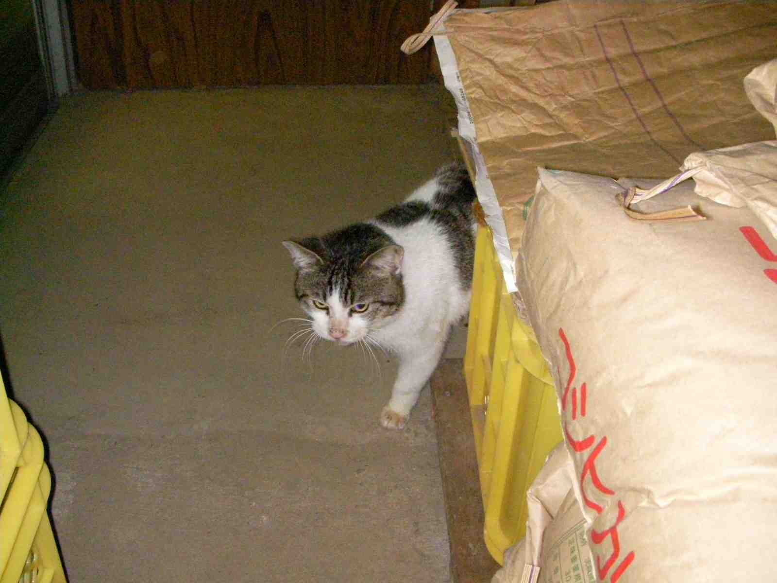 �˂��˂��ɂ�