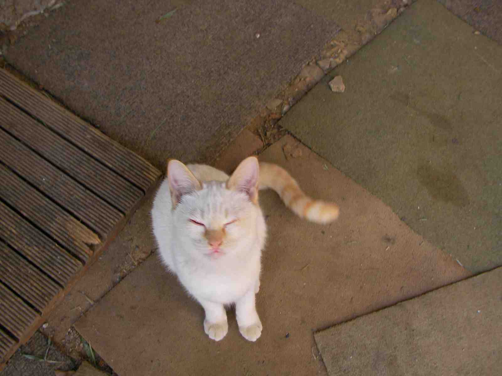 �˂��˂��ɂ�