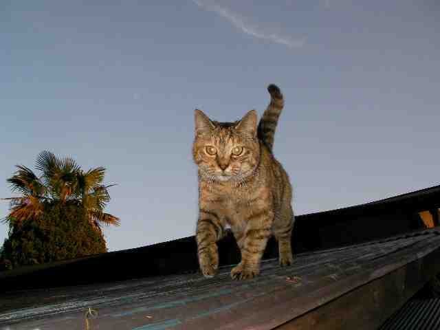 �˂��˂��ɂ�