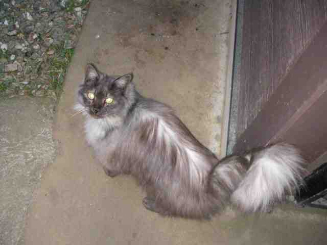 �˂��˂��ɂ�