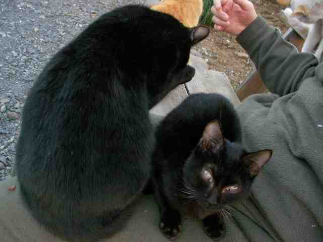 �˂��˂��ɂ�