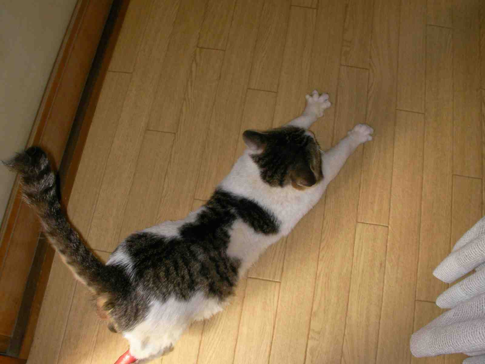 �˂��˂��ɂ�