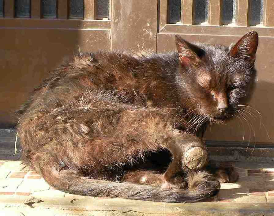 �˂��˂��ɂ�