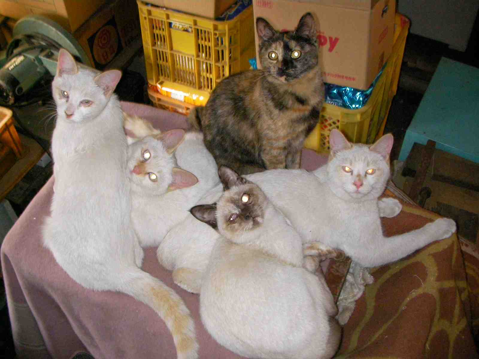 �˂��˂��ɂ�