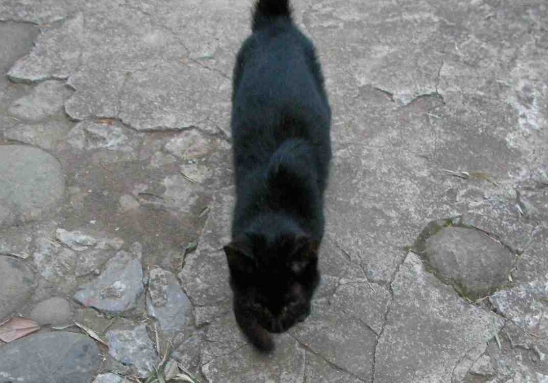 �˂��˂��ɂ�