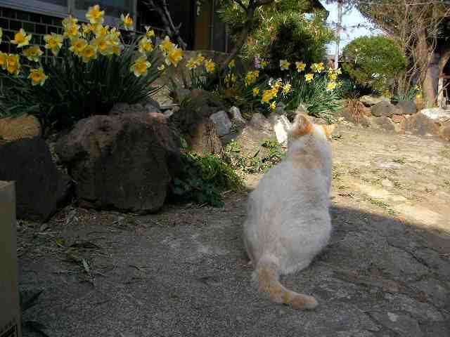 �˂��˂��ɂ�