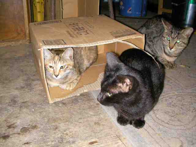 �˂��˂��ɂ�