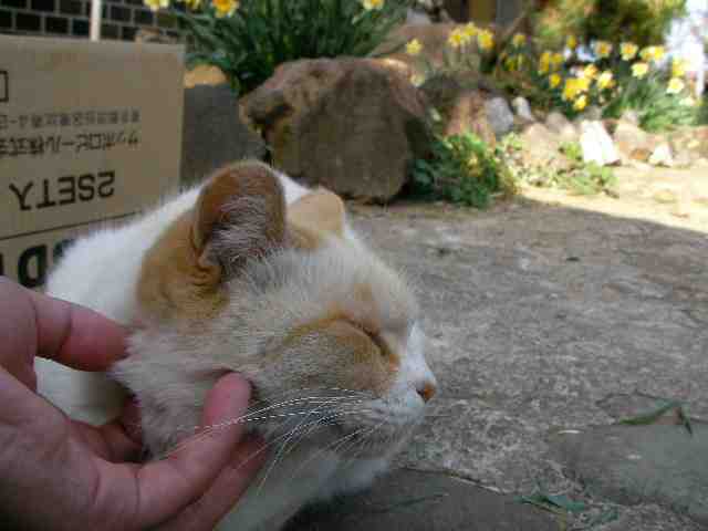 �˂��˂��ɂ�