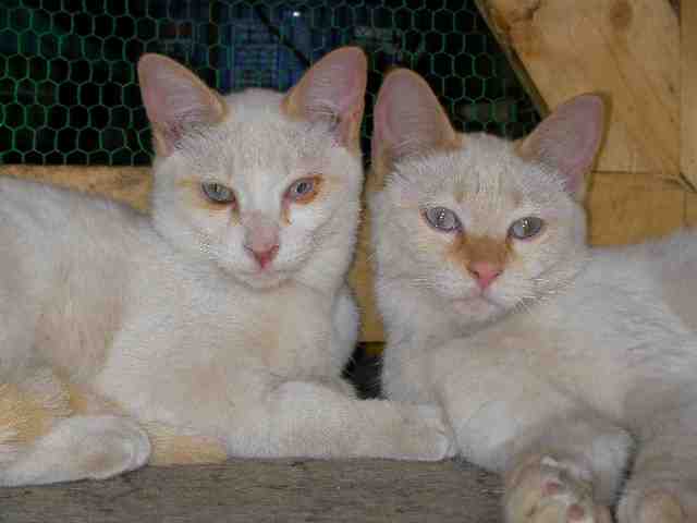 �˂��˂��ɂ�