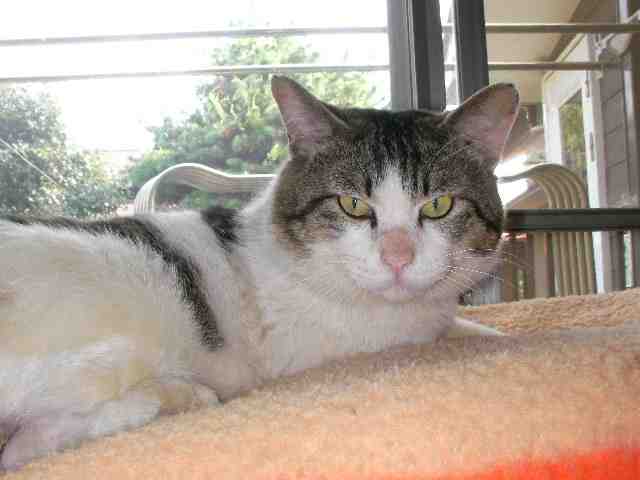 �˂��˂��ɂ�