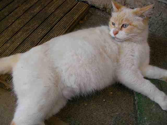 �˂��˂��ɂ�