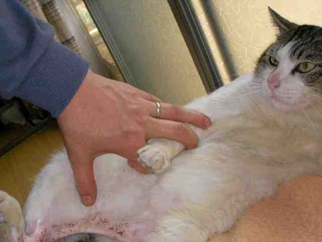 �˂��˂��ɂ�