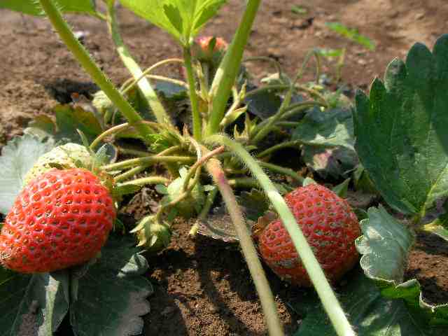 �˂��˂��ɂ�