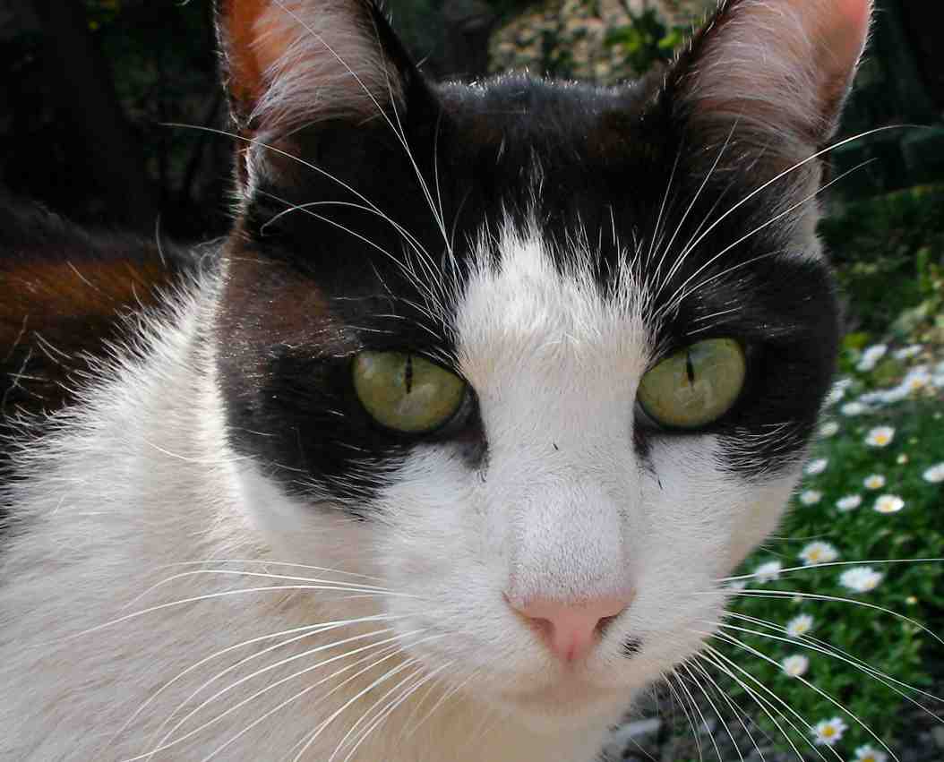 �˂��˂��ɂ�