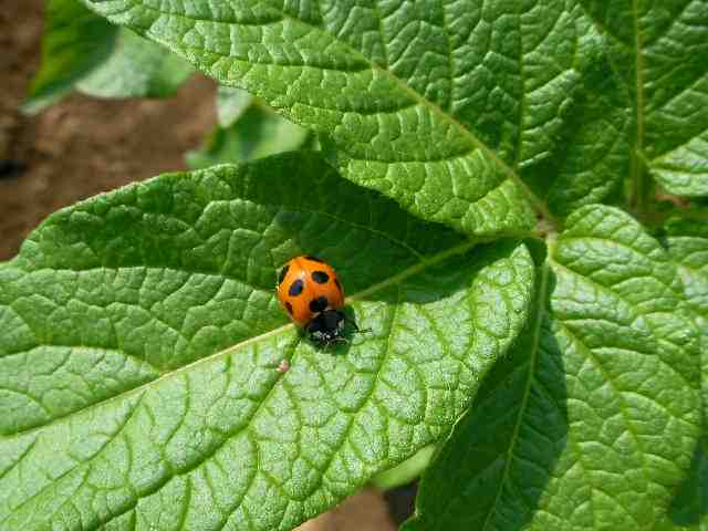 �˂��˂��ɂ�