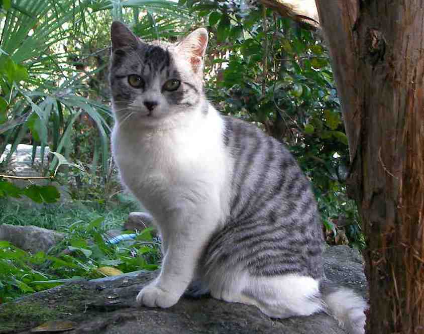 �˂��˂��ɂ�