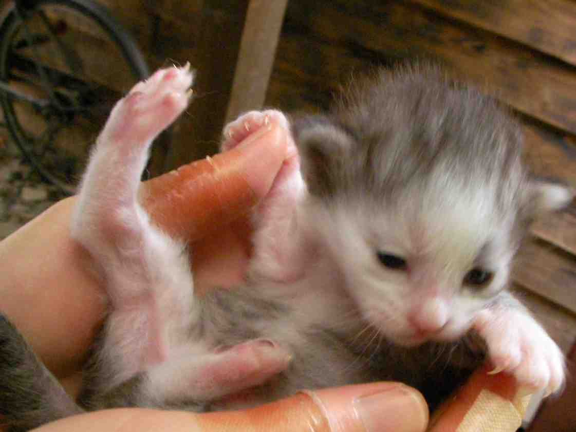 �˂��˂��ɂ�