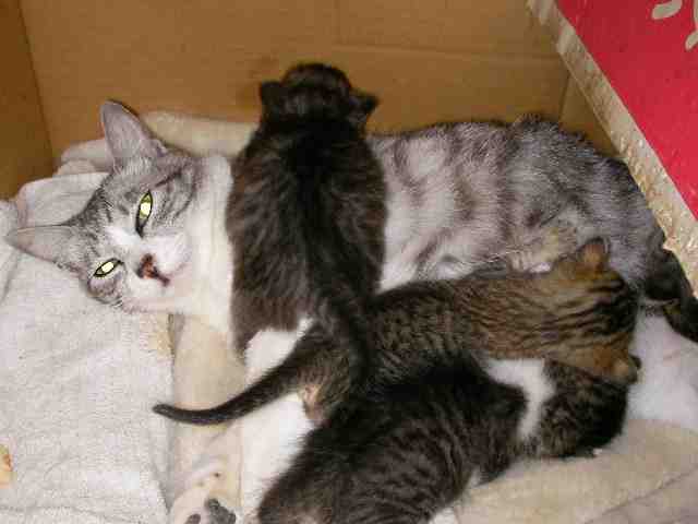 �˂��˂��ɂ�