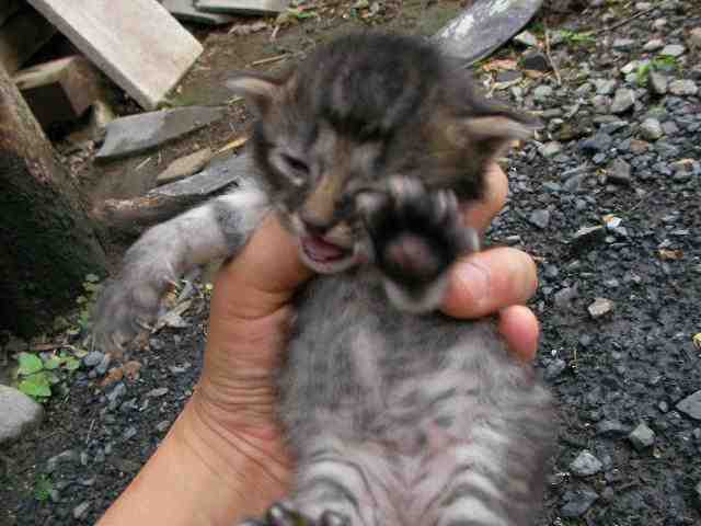 �˂��˂��ɂ�