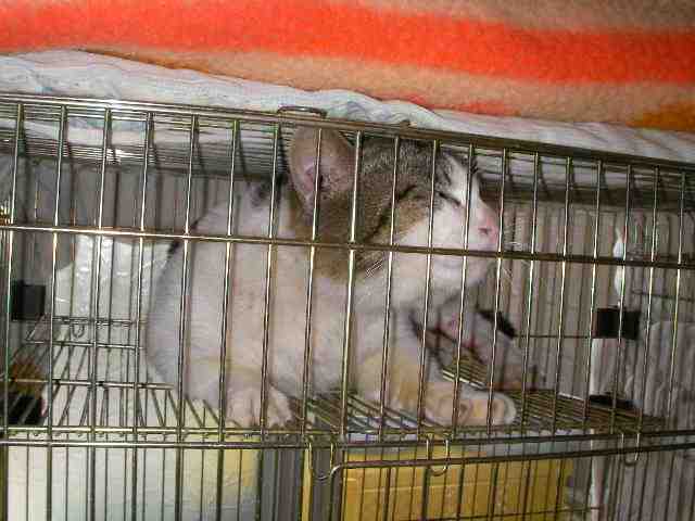 �˂��˂��ɂ�