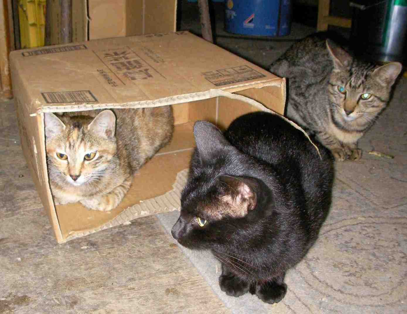 �˂��˂��ɂ�