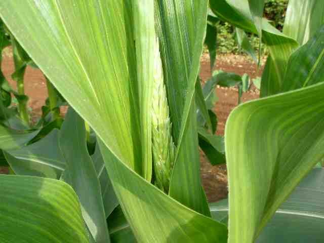 �˂��˂��ɂ�