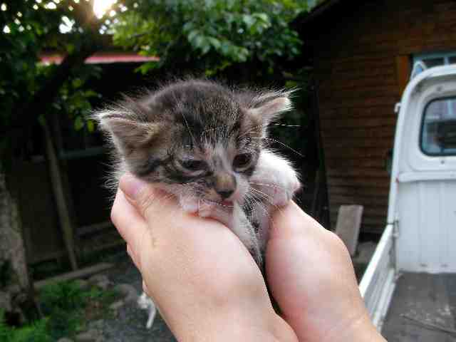 �˂��˂��ɂ�