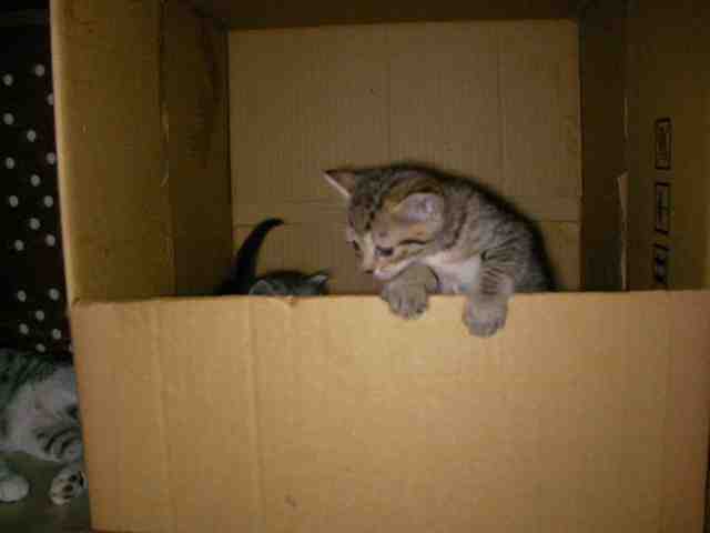 �˂��˂��ɂ�