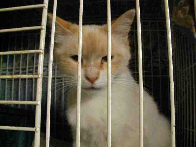 �˂��˂��ɂ�