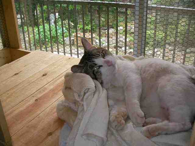 �˂��˂��ɂ�