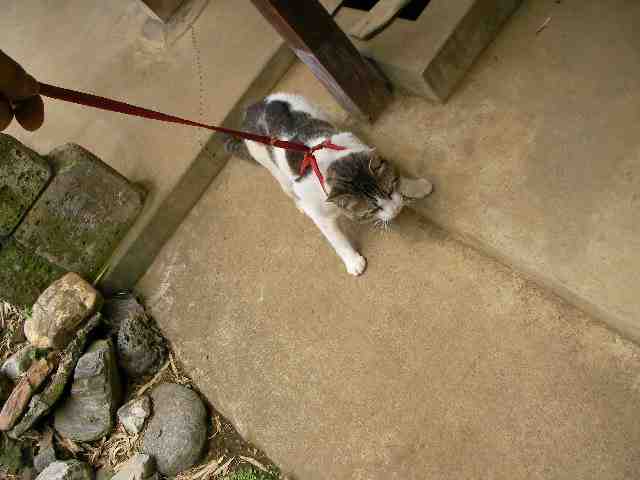 �˂��˂��ɂ�