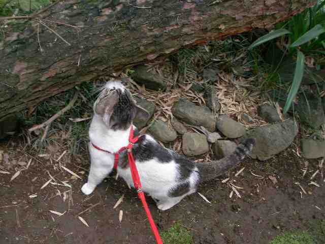 �˂��˂��ɂ�