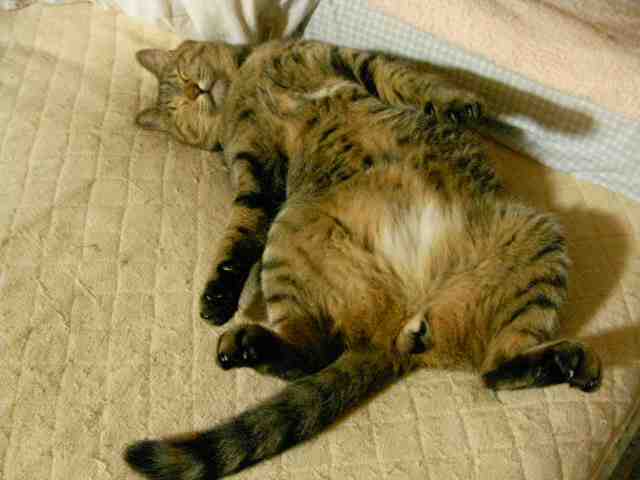 �˂��˂��ɂ�