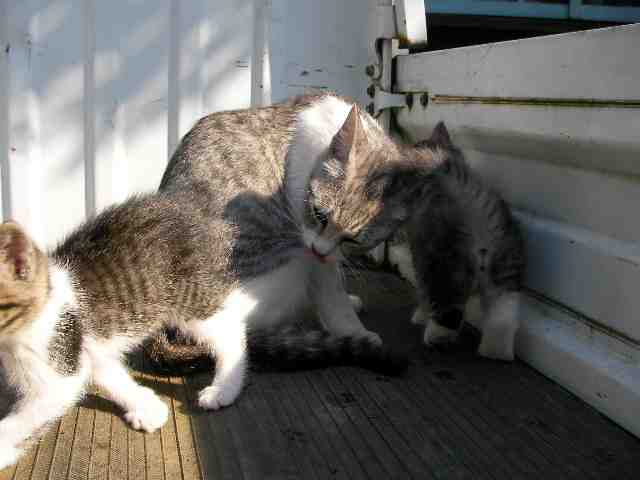 �˂��˂��ɂ�