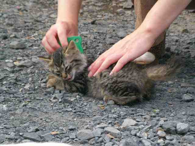 �˂��˂��ɂ�