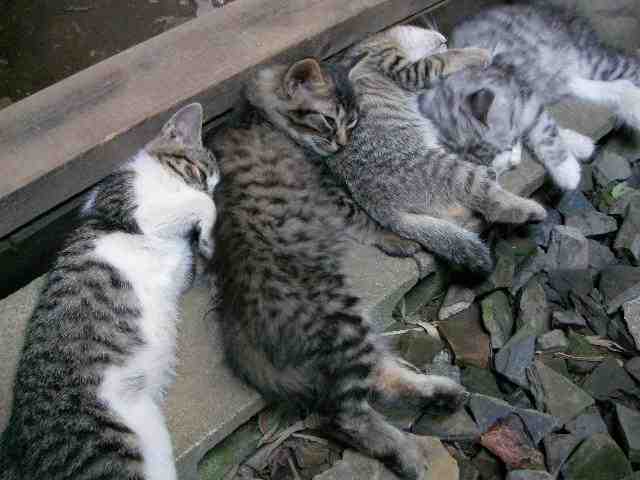 �˂��˂��ɂ�