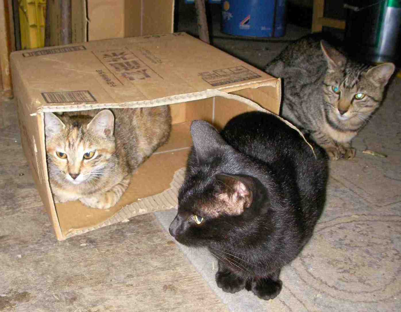 �˂��˂��ɂ�