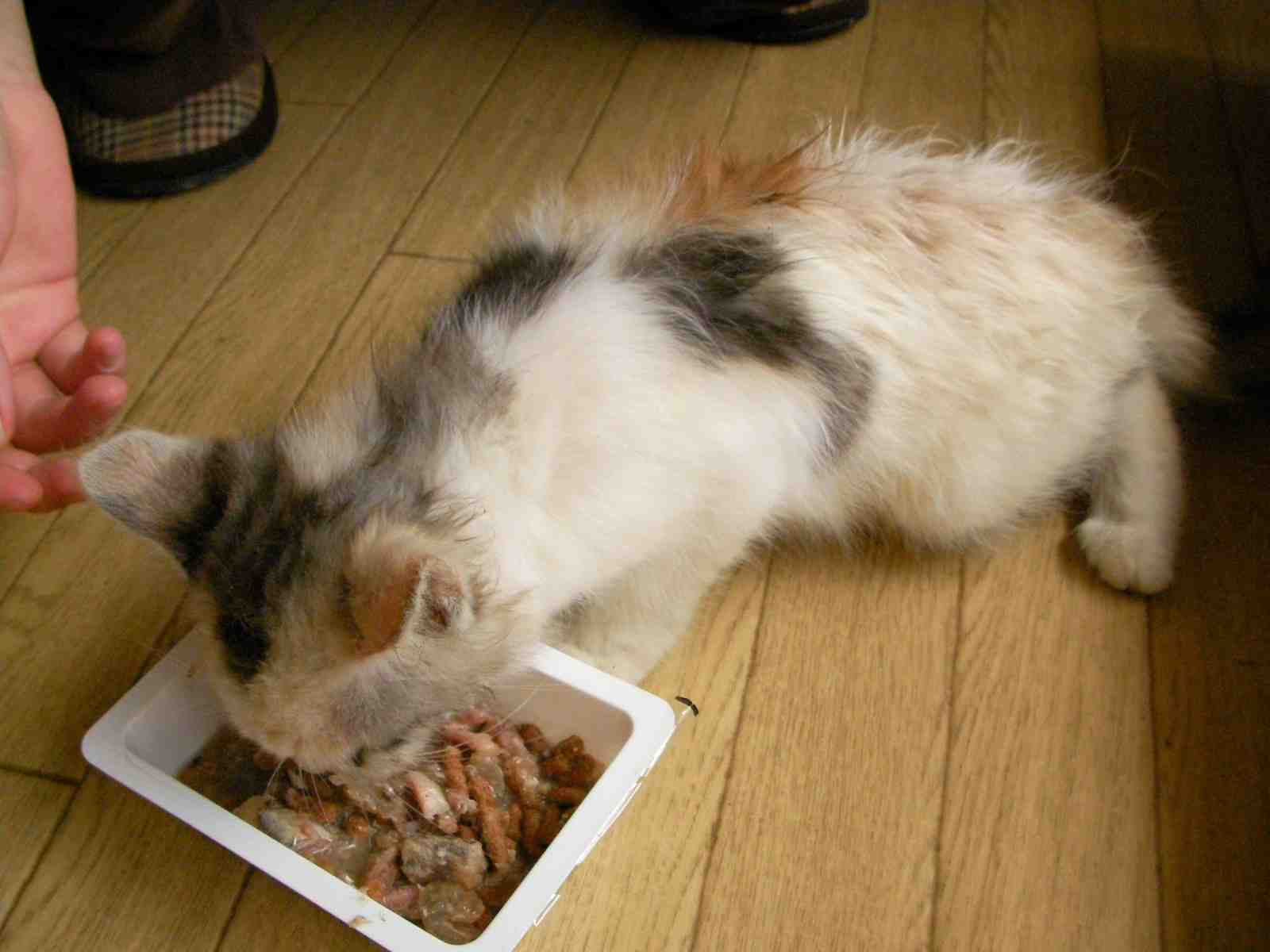 �˂��˂��ɂ�