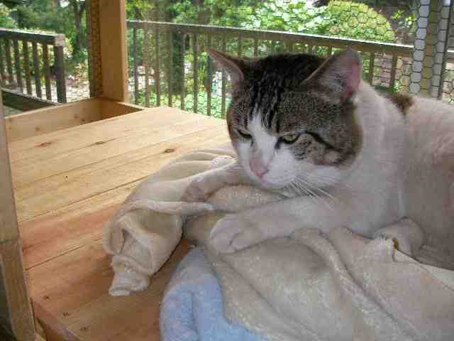 �˂��˂��ɂ�