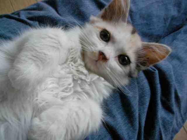 �˂��˂��ɂ�