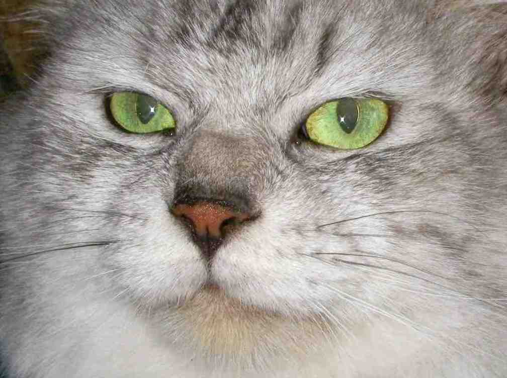 �˂��˂��ɂ�