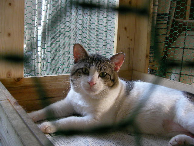 �˂��˂��ɂ�