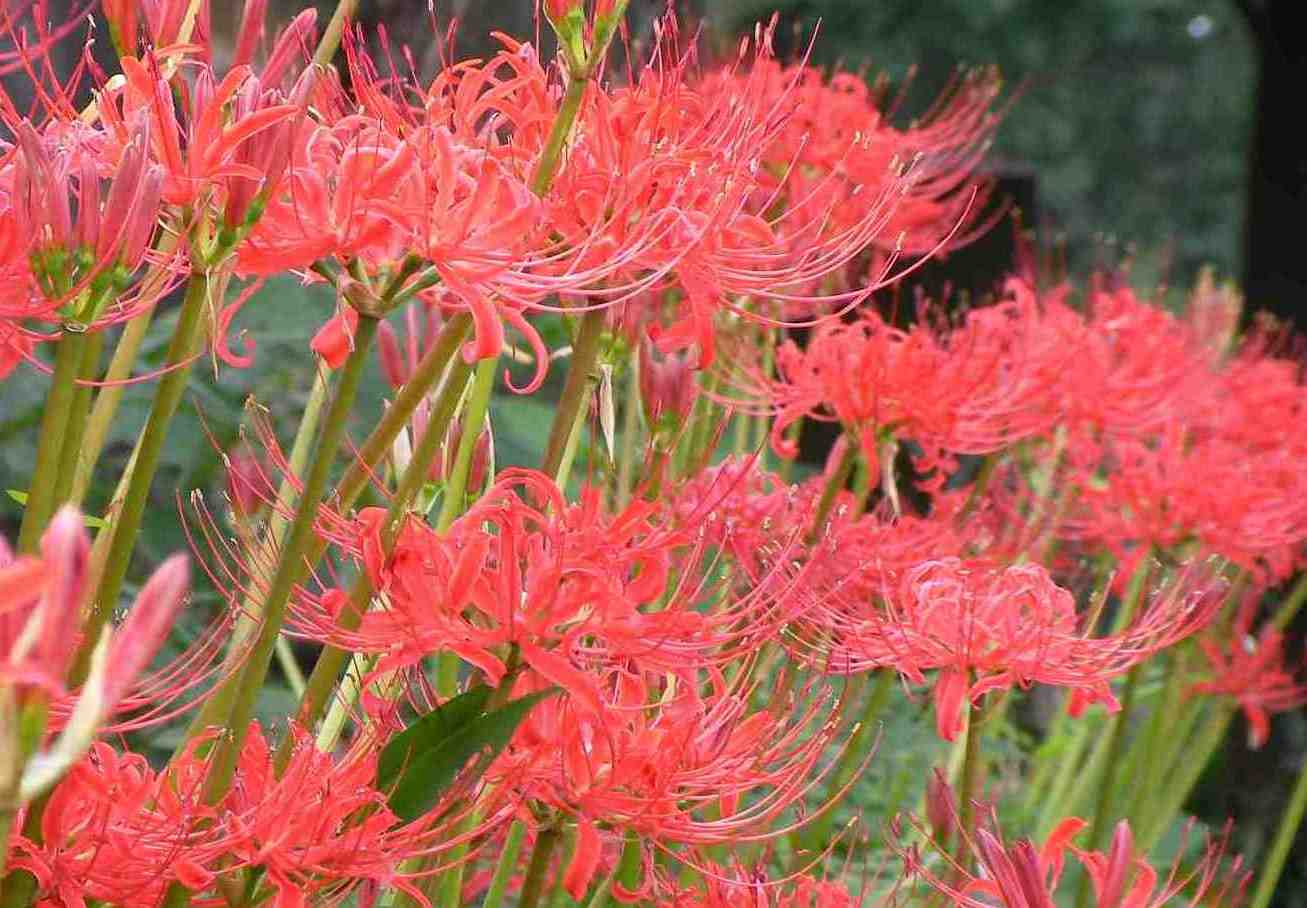 �˂��˂��ɂ�