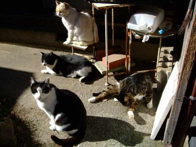 �˂��˂��ɂ�