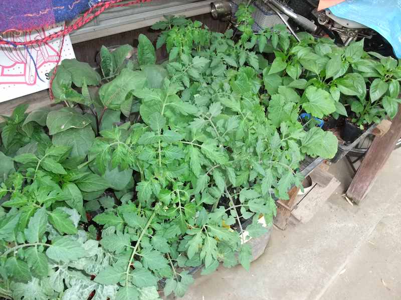 �˂��˂��ɂ�