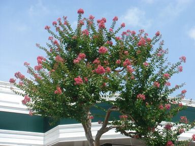 �q���p���H�[�@�x�[�J���[����