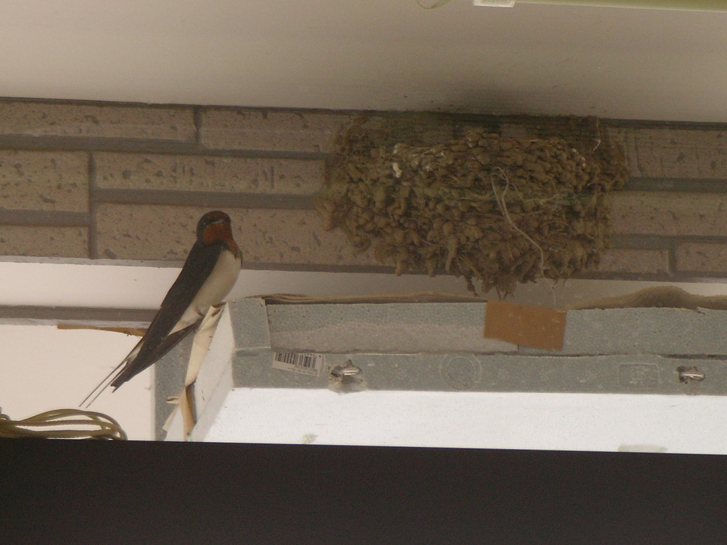 ���ɁE������@���Ȃ��̐Ғł͂ǂ��ł����H