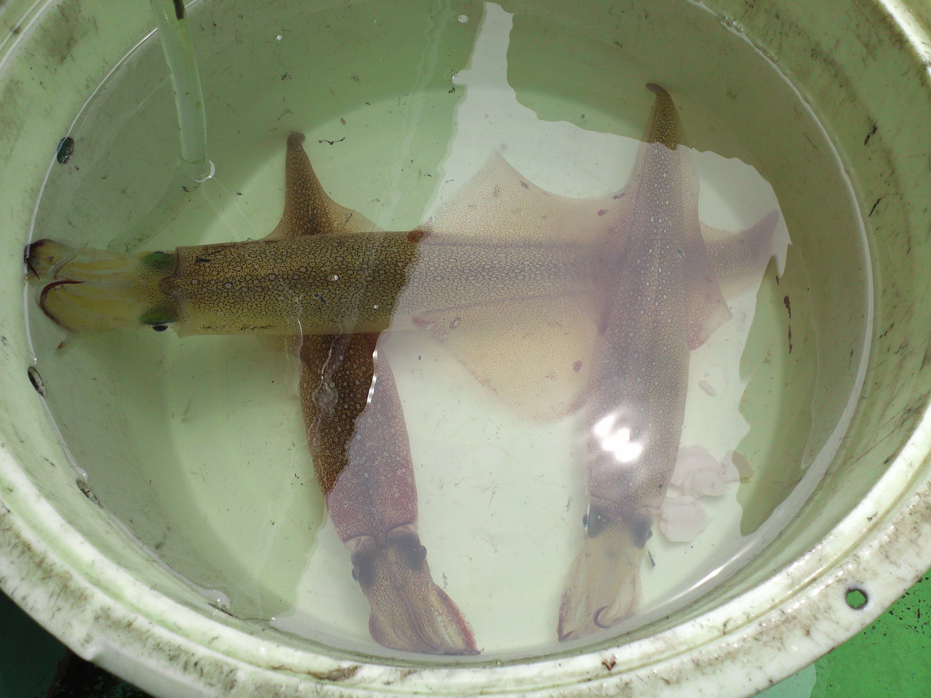 �ǂ��C�N�H�ȂɃX���H