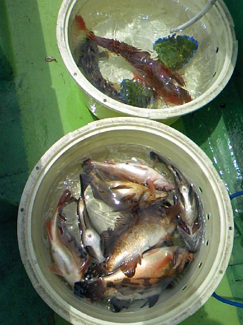 �ǂ��C�N�H�ȂɃX���H