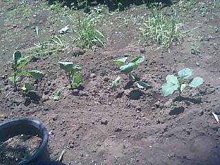 �����ǂ�Z�tcoldgin�̃z�[���y�[�W